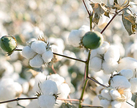 quality indian raw cotton sipai cotton industries