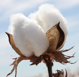 best quality cotton supplier sipai cotton industries