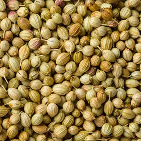 Corriander Seeds from Sipai Group