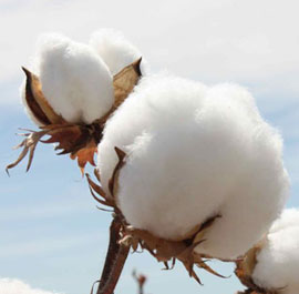 cotton bales exporter sipai cotton industries