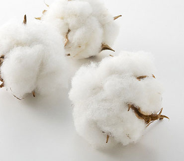 raw cotton from sipai cotton industries